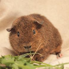 Marsvin Drömboets Elva