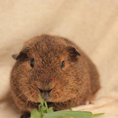 Marsvin Drömboets Elva
