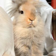 Kanin | Tigerdyret Zoey