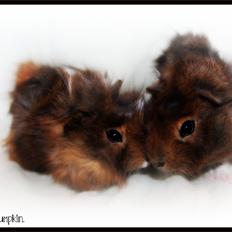 Marsvin Baily's Booboo