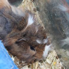 Marsvin Baily's Booboo