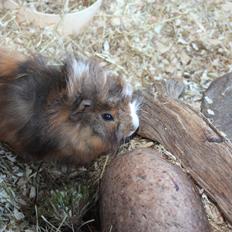 Marsvin Baily's Booboo