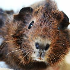 Marsvin Fluffy's Pumpkin.