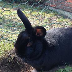 Kanin Mysterious Flashback