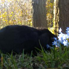 Kanin Satinskanin's Buller