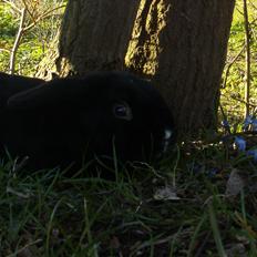 Kanin Satinskanin's Buller