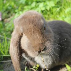 Kanin Fast *Eddie*(himmelgnaver)