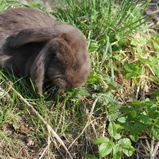 Kanin Fast *Eddie*(himmelgnaver)