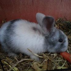 Kanin hr. skjødt R.I.P. d. 16 august 2013