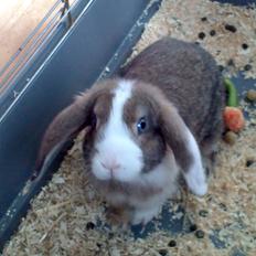 Kanin Æsel /Dværg vædder/