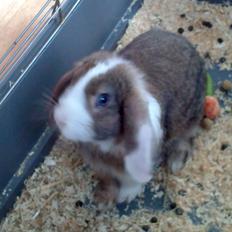 Kanin Æsel /Dværg vædder/