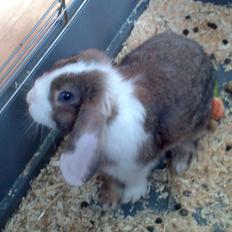 Kanin Æsel /Dværg vædder/