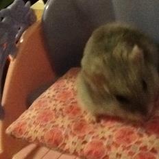 Dværghamster Pebzi (prinsen)*bebsen* :*<3