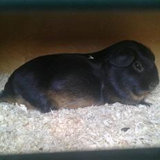 Marsvin Gismo´s Hasselnød