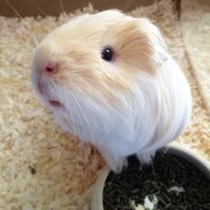 Marsvin Severins Simba