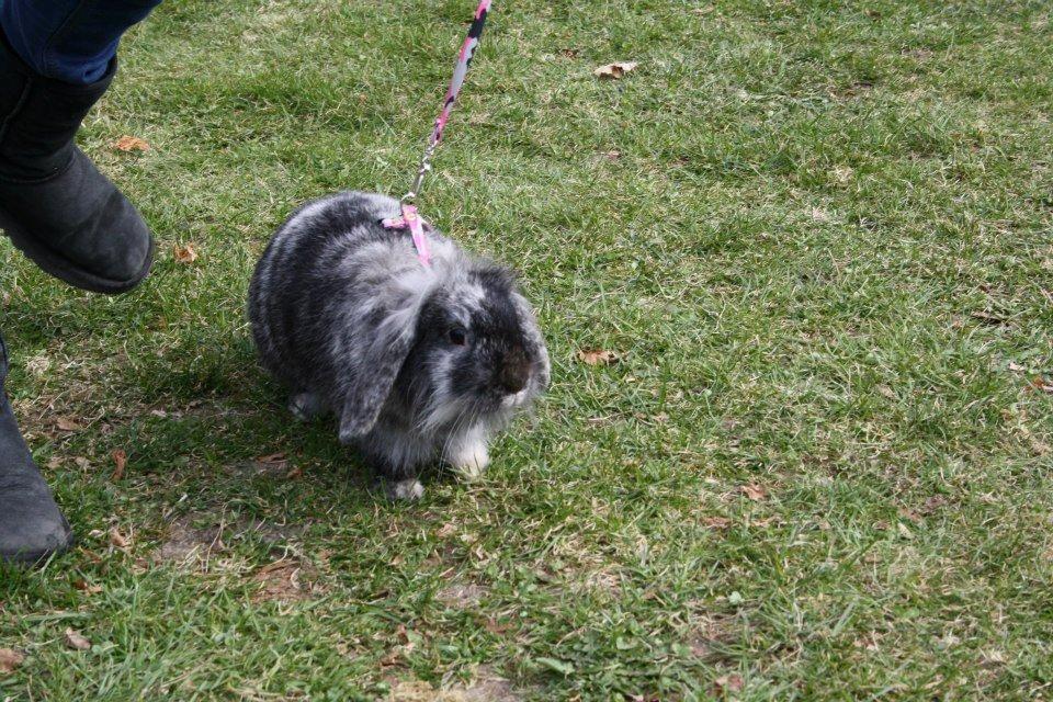 Kanin Fionas Erinome billede 1