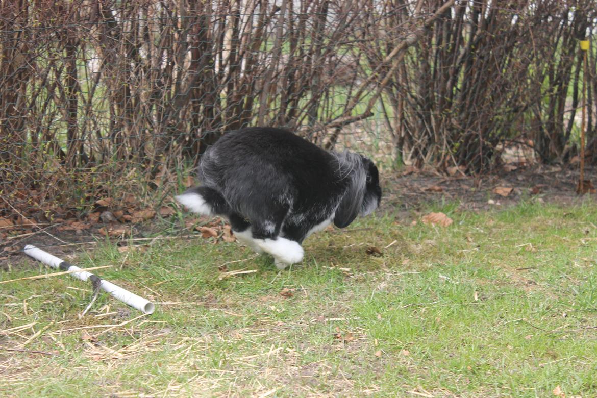 Kanin Sunsides Power of Fire billede 6