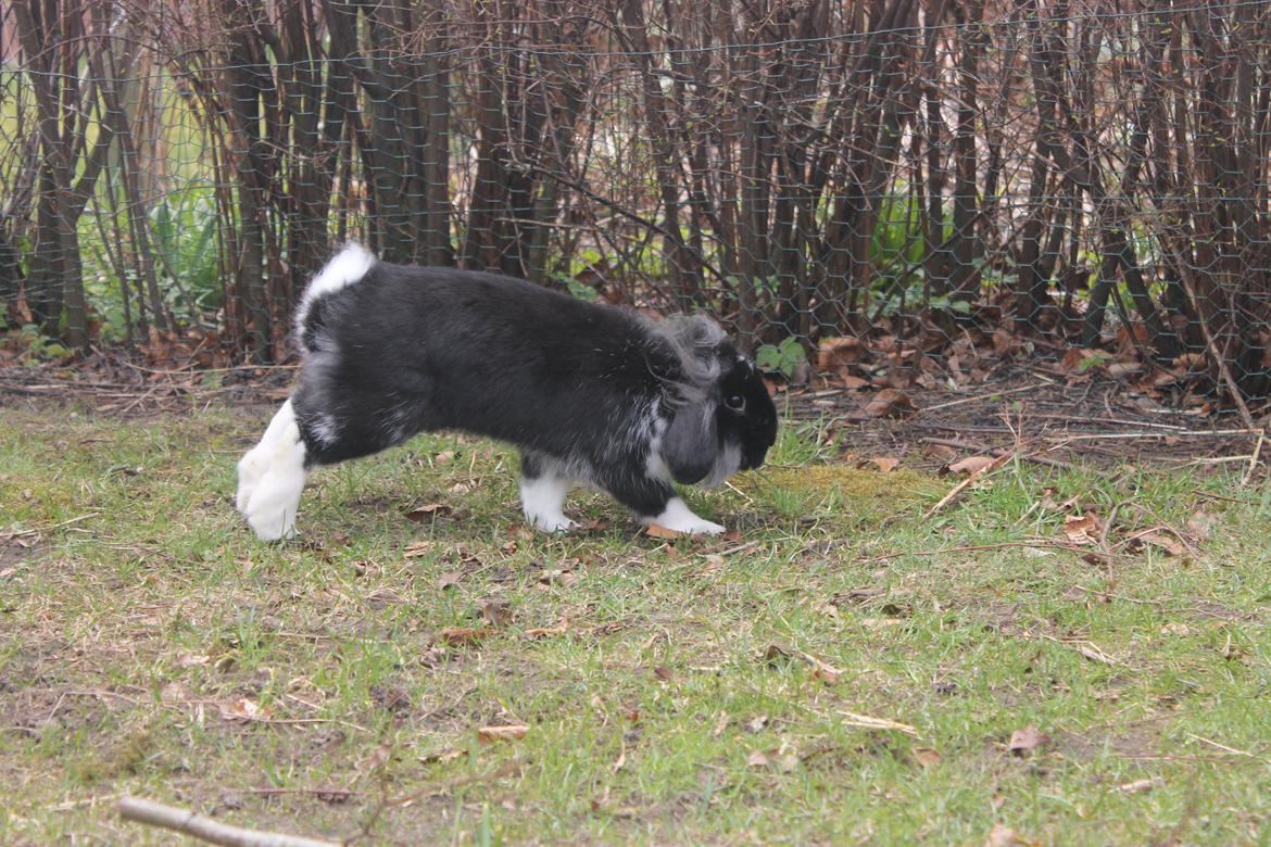 Kanin Sunsides Power of Fire billede 7