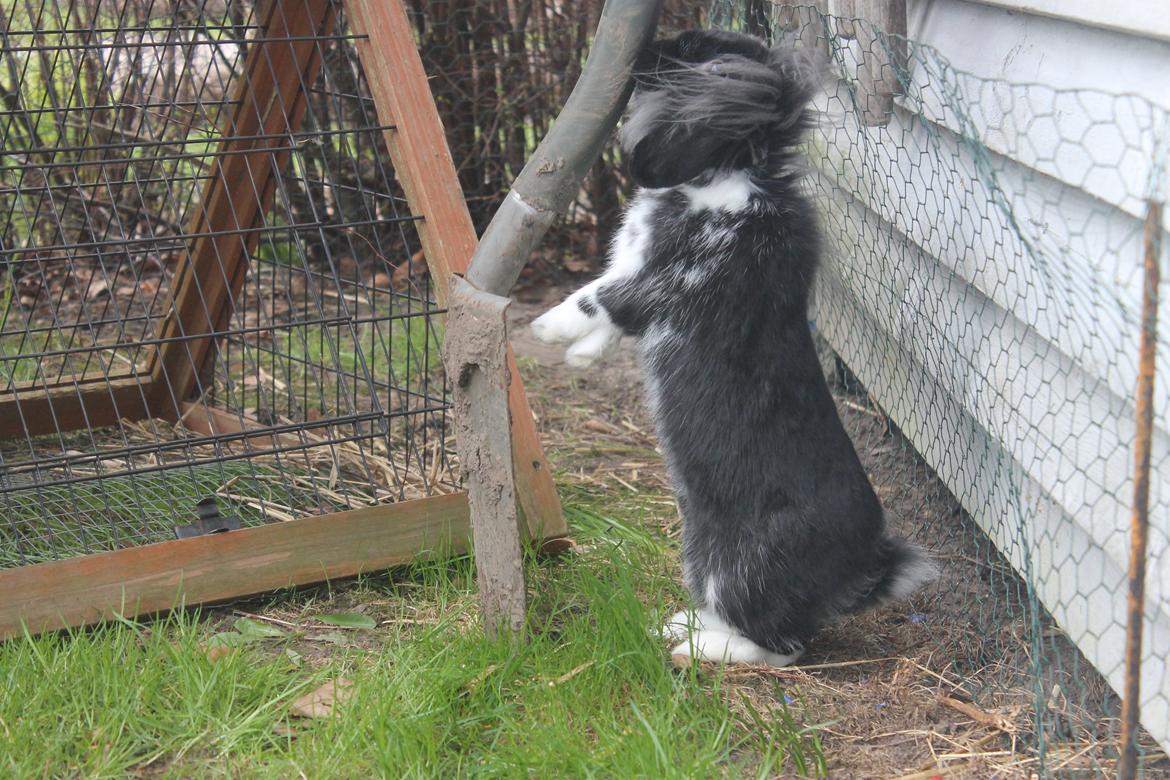 Kanin Sunsides Power of Fire billede 8