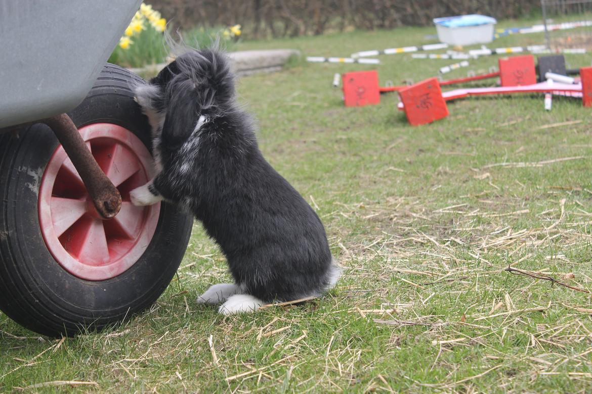 Kanin Sunsides Power of Fire billede 9