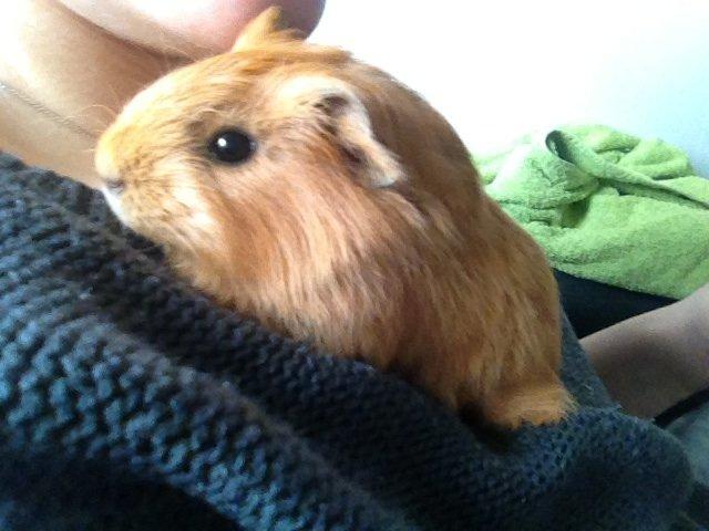 Marsvin Jerry billede 8