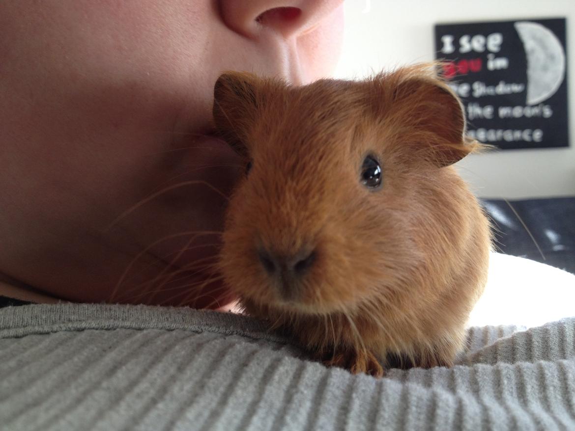 Marsvin Jerry billede 9