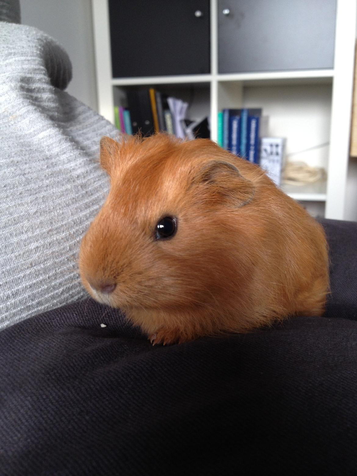 Marsvin Jerry billede 12