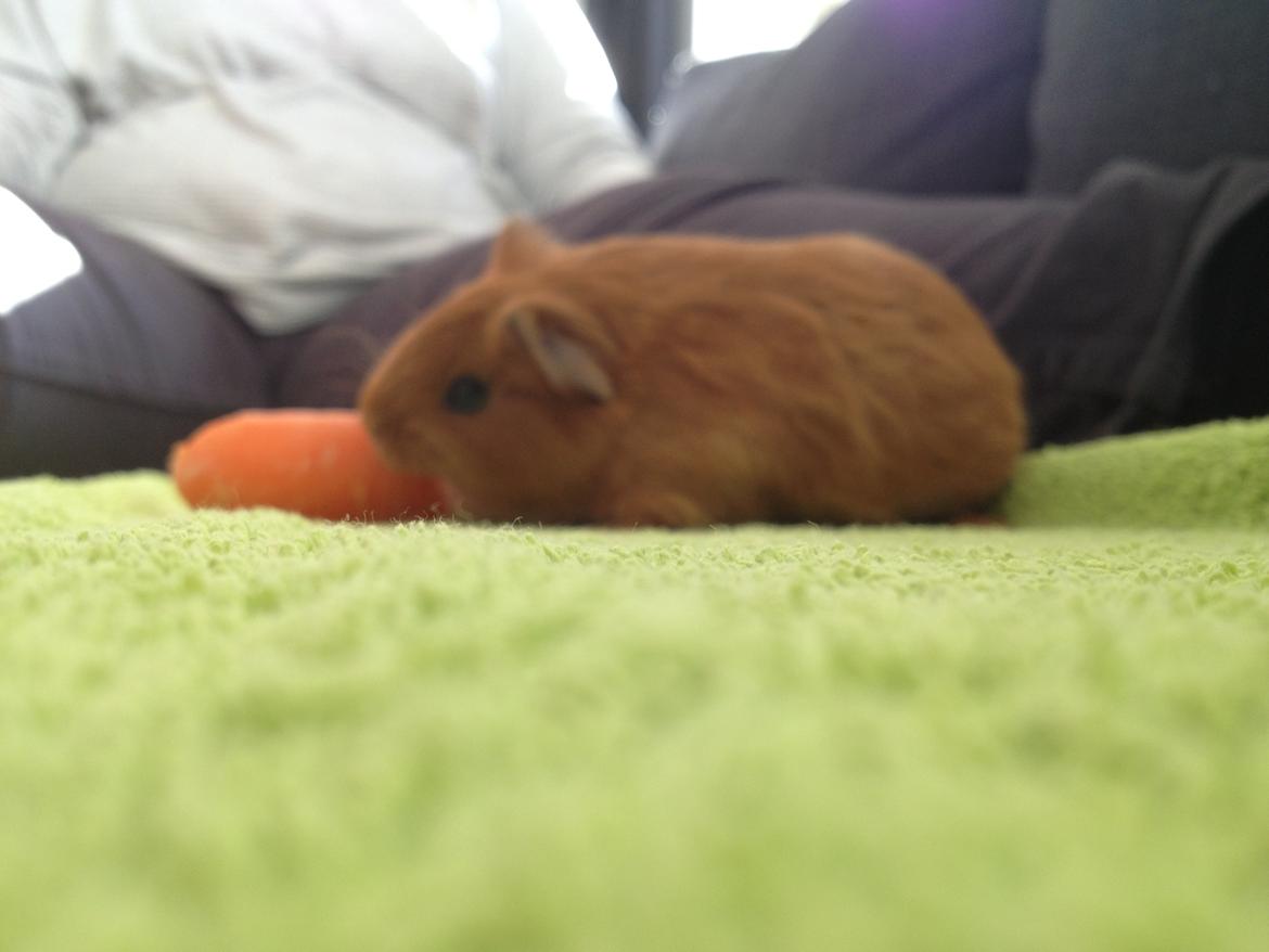 Marsvin Jerry billede 13