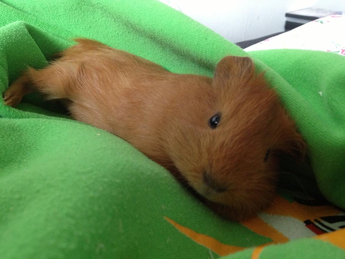 Marsvin Jerry - Hyggetrold <3 billede 14