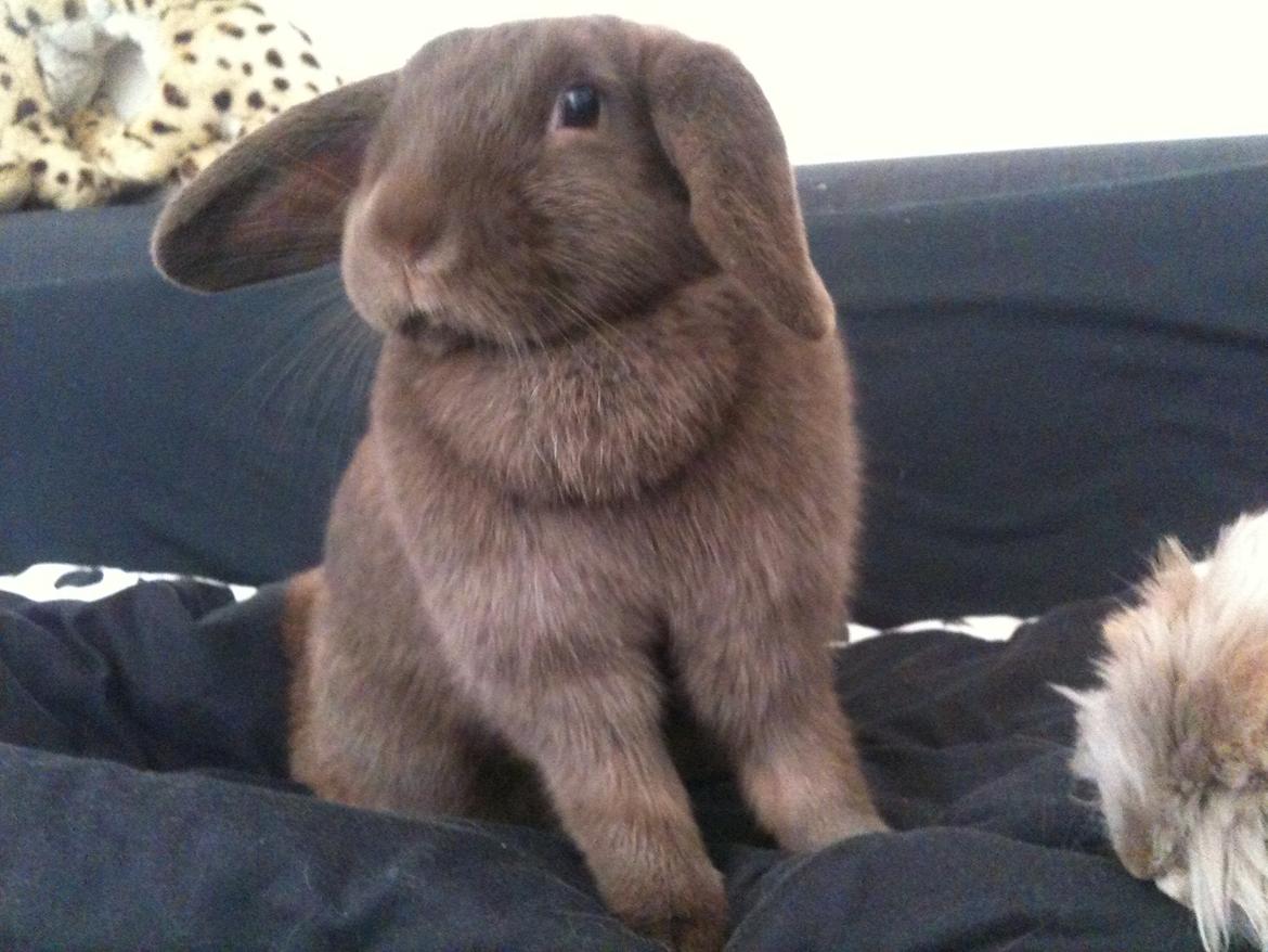 Kanin Coco (Chanel) Diva* - MIn dejlige chokolade kanin Coco pigen, Velkommen til hendes side :) billede 4