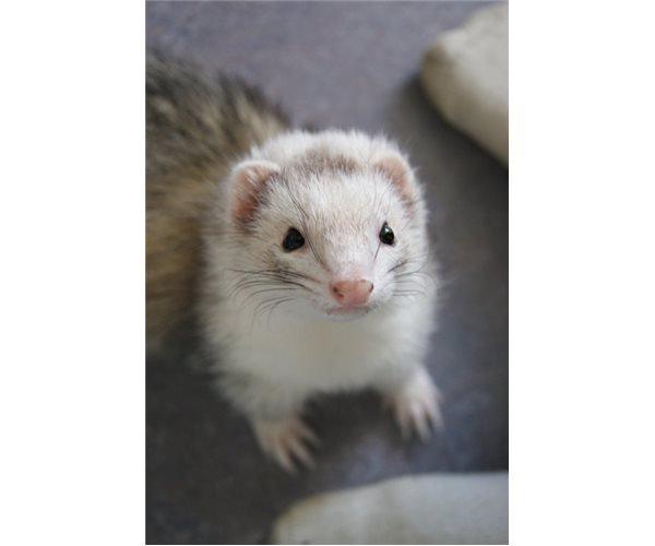 Ilder | Honey Lyon billede 2