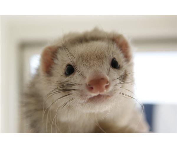 Ilder | Honey Lyon billede 3