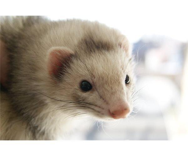 Ilder | Honey Lyon billede 4