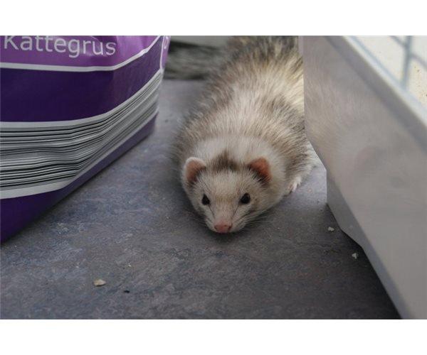 Ilder | Honey Lyon billede 5