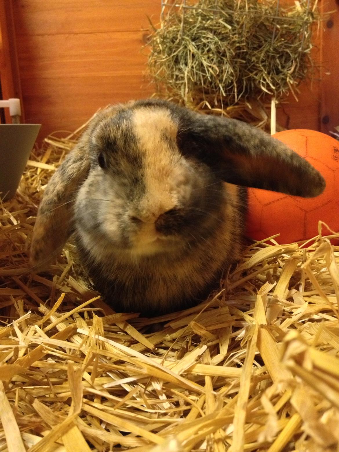 Kanin Cato og vanilje billede 16