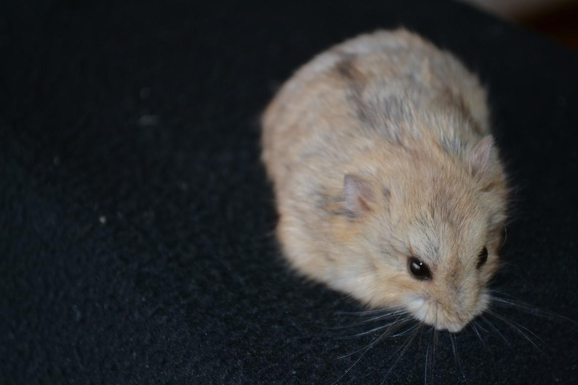 Hamster Kwo's Banyan billede 1
