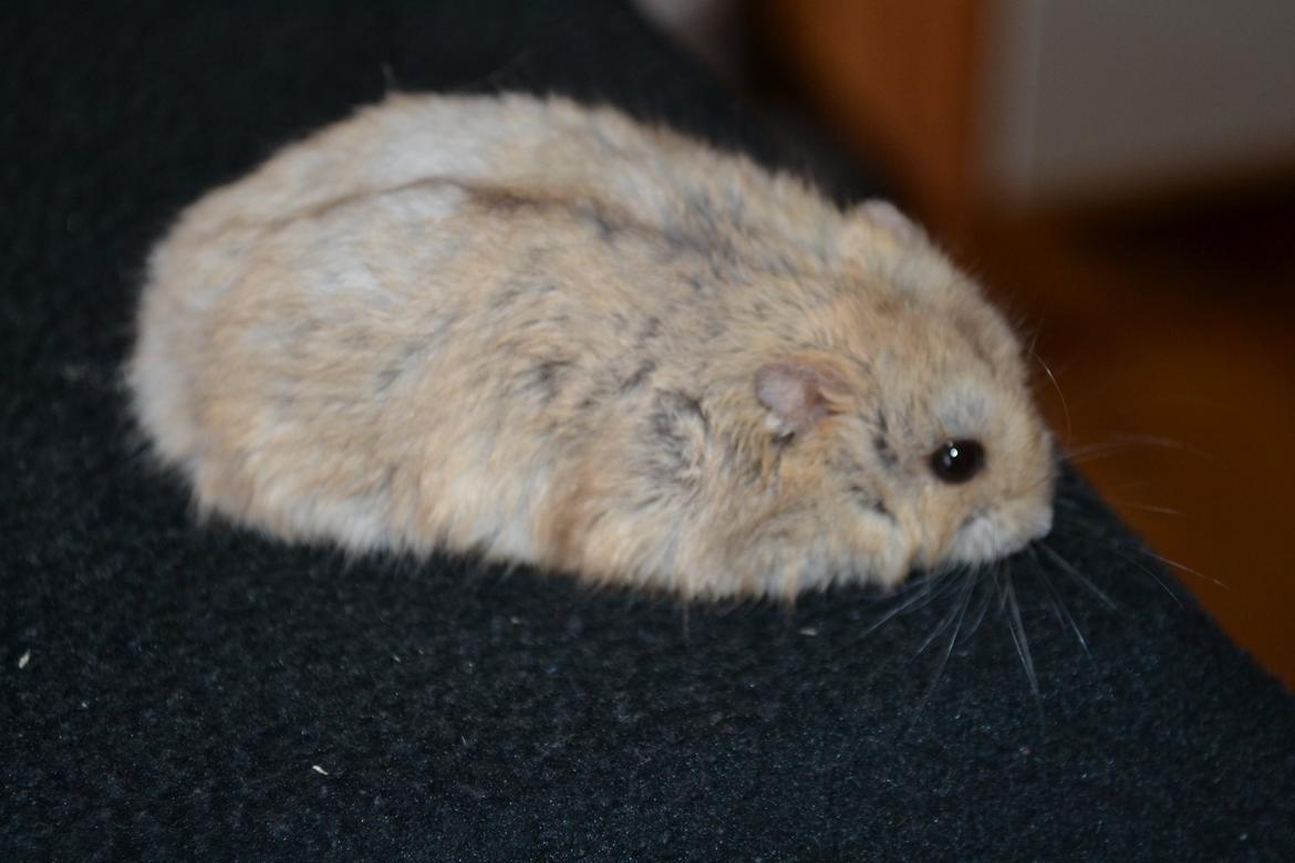 Hamster Kwo's Banyan billede 2