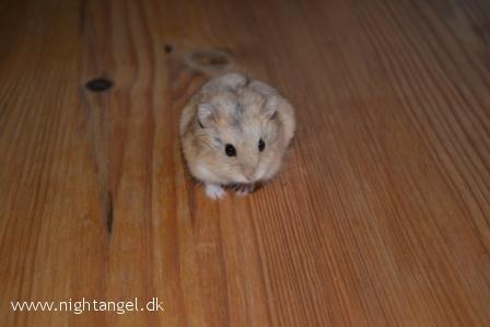 Hamster Kwo's Banyan billede 3