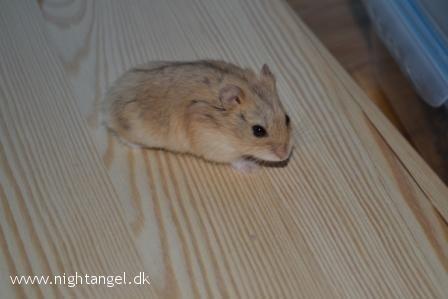 Hamster Kwo's Banyan billede 4