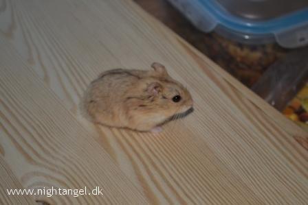 Hamster Kwo's Banyan billede 5