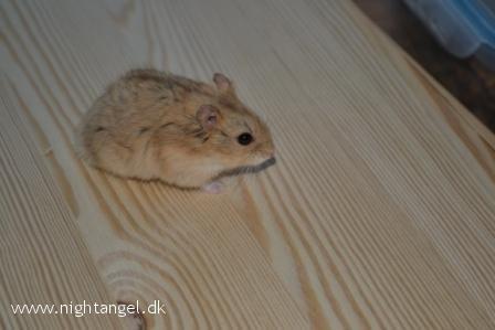 Hamster Kwo's Banyan billede 6
