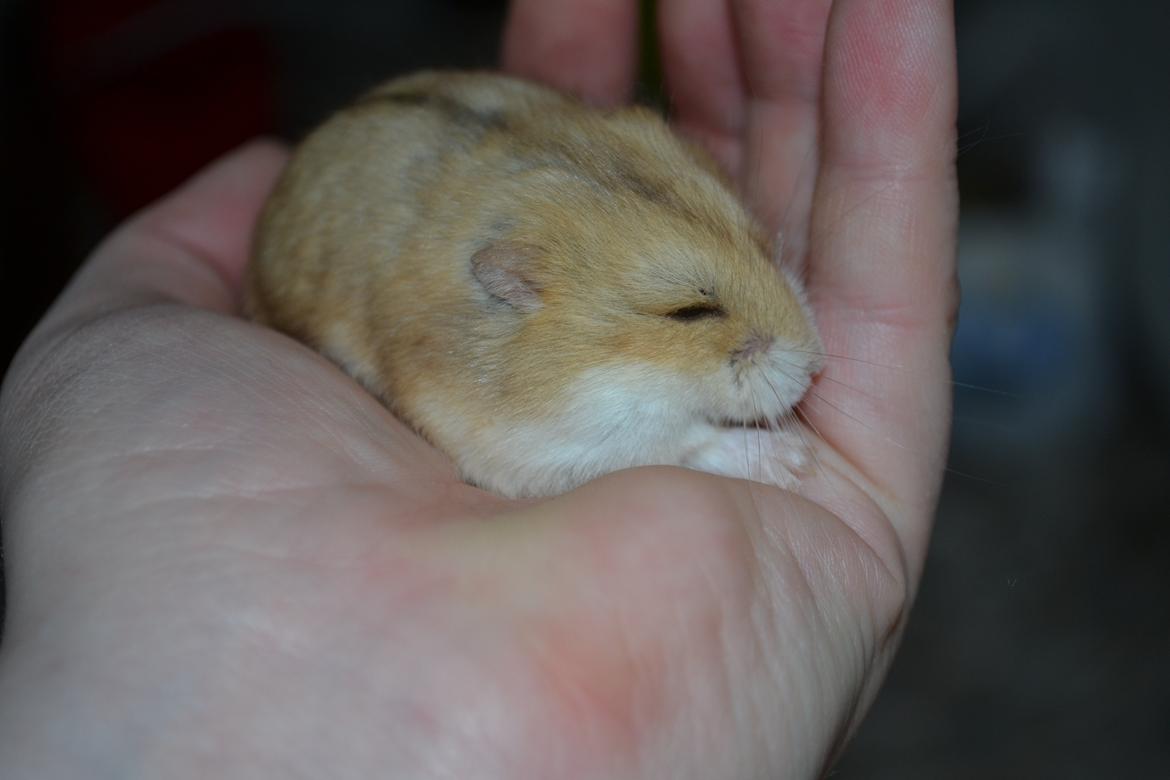 Dværghamster Nightangel's Makalu billede 11