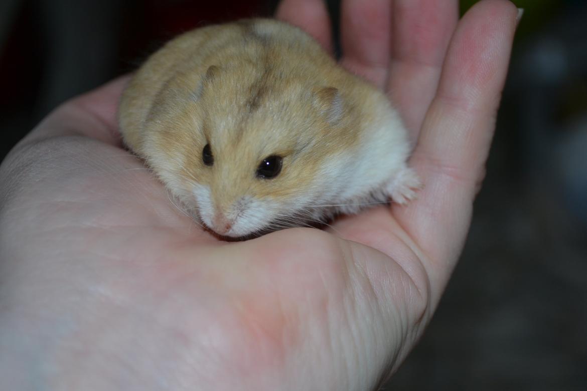 Dværghamster Nightangel's Makalu billede 12