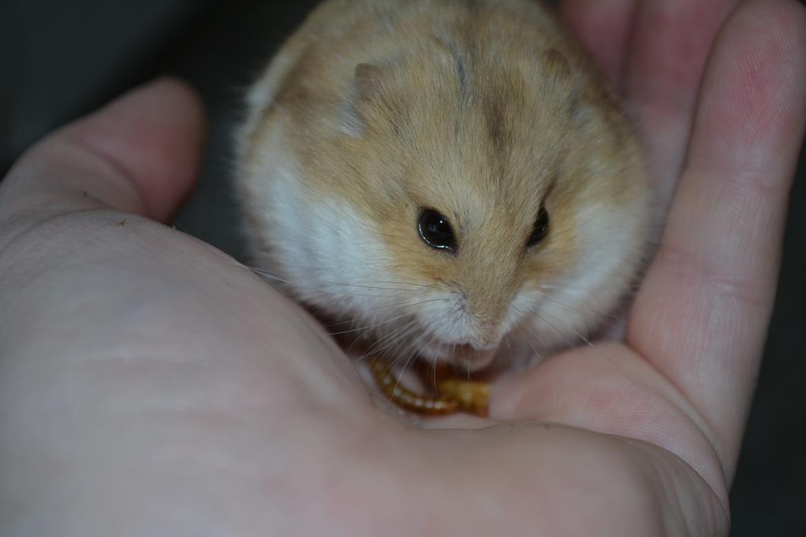Dværghamster Nightangel's Makalu billede 13