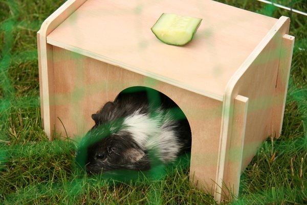 Marsvin Mille R.I.P - R.I.P billede 5