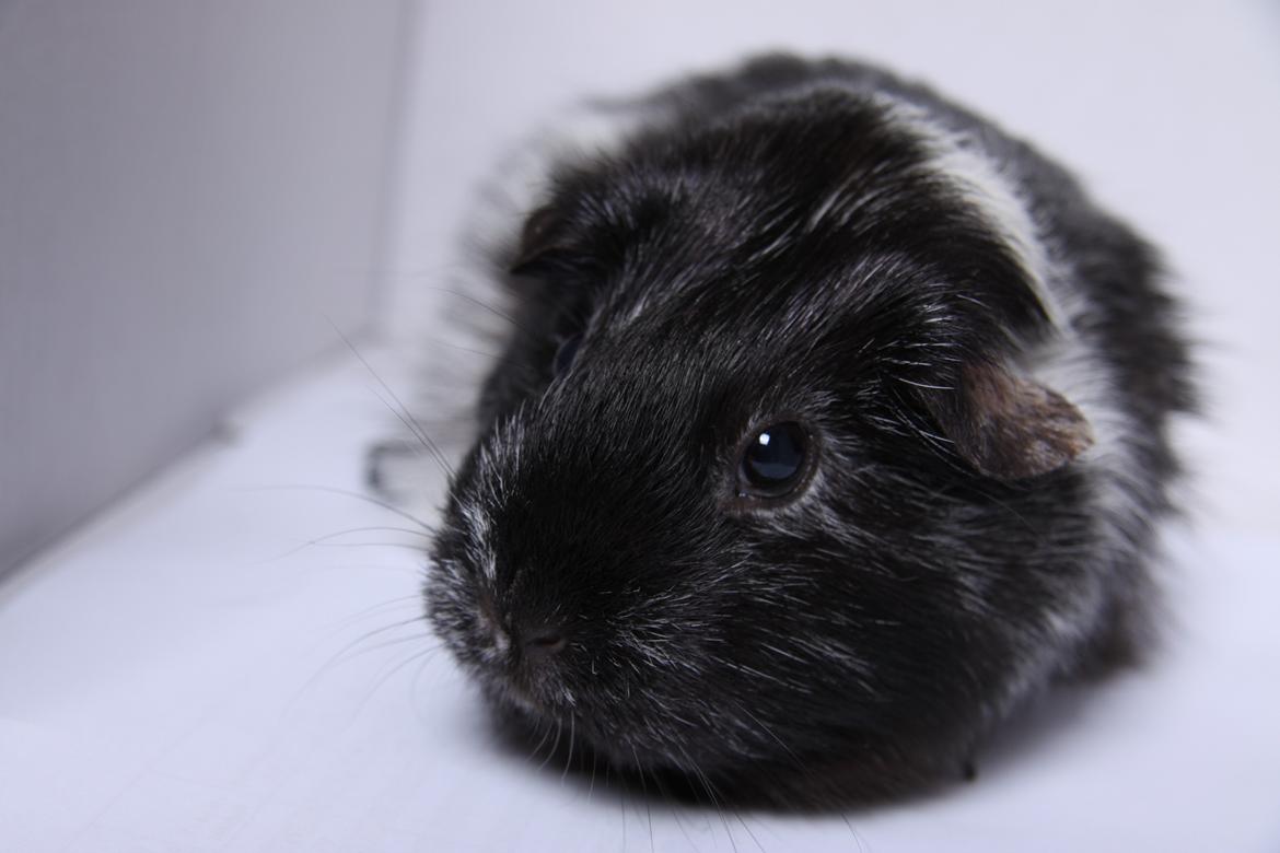 Marsvin Mille R.I.P - R.I.P billede 13