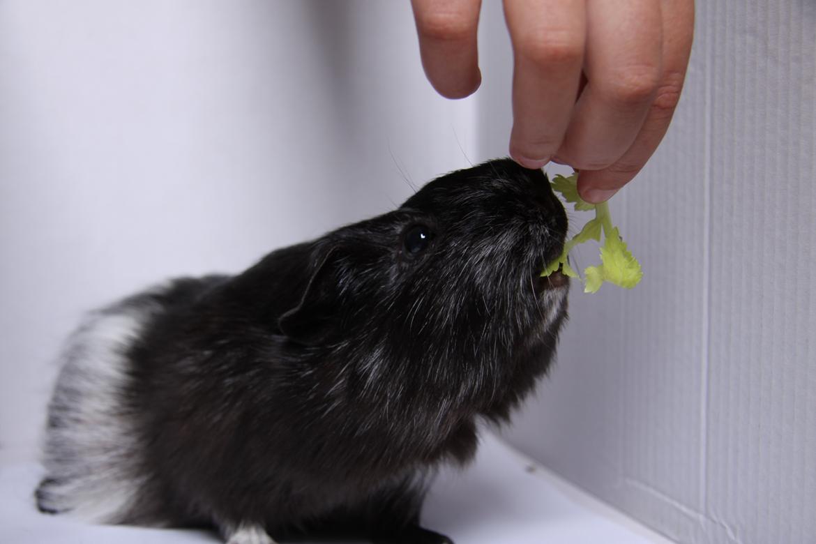 Marsvin Mille R.I.P - R.I.P billede 18