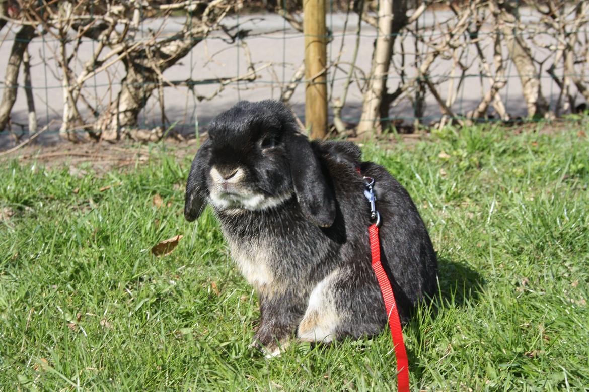 Kanin Kaptajn Fluffy billede 20