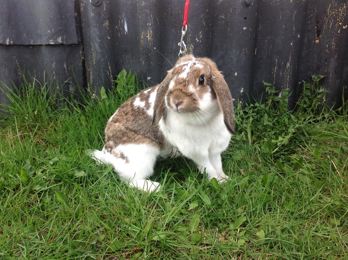 Kanin Kastaniegårds Kanina billede 8