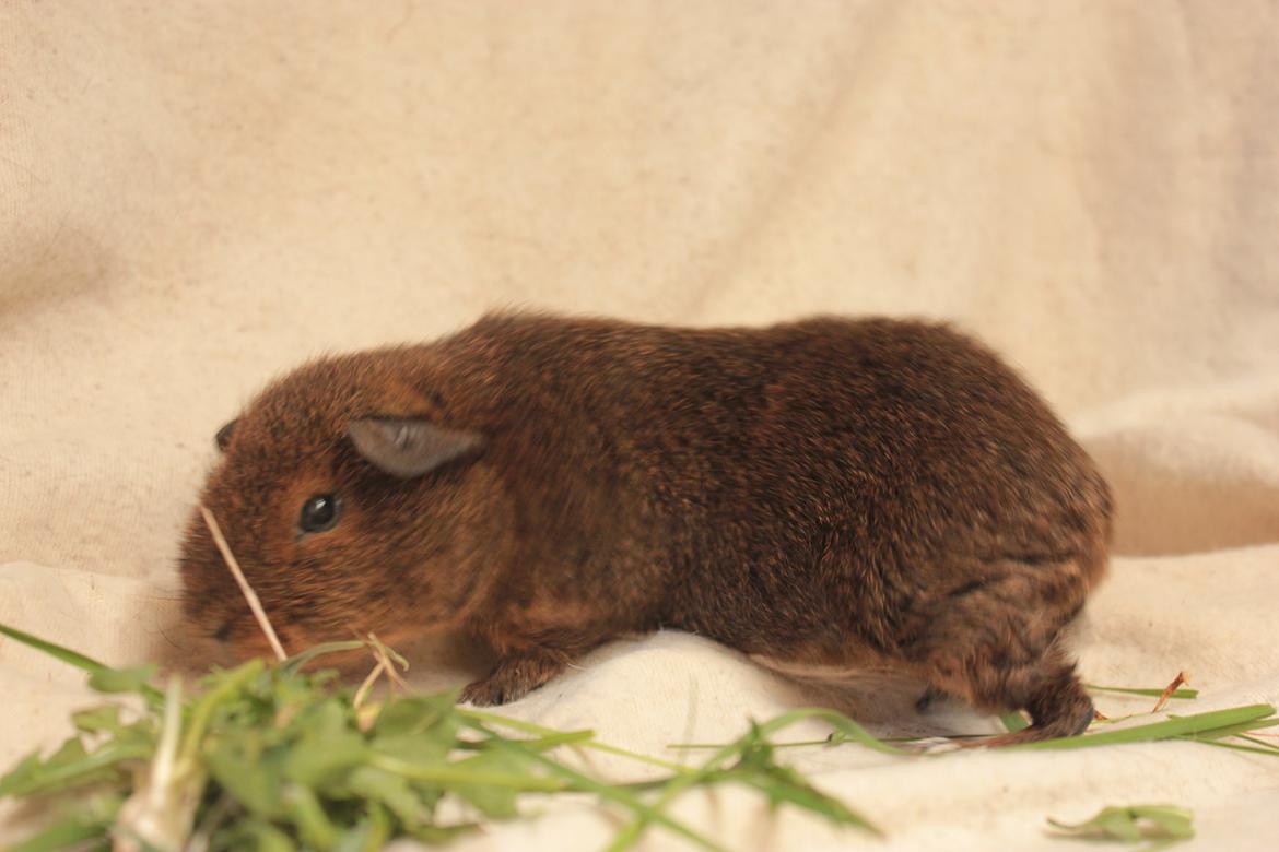 Marsvin Drömboets Elva billede 4